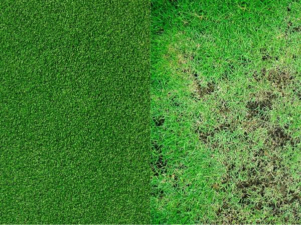 Flat & beautiful artificial grass versus natural grass with uneven amount of grass