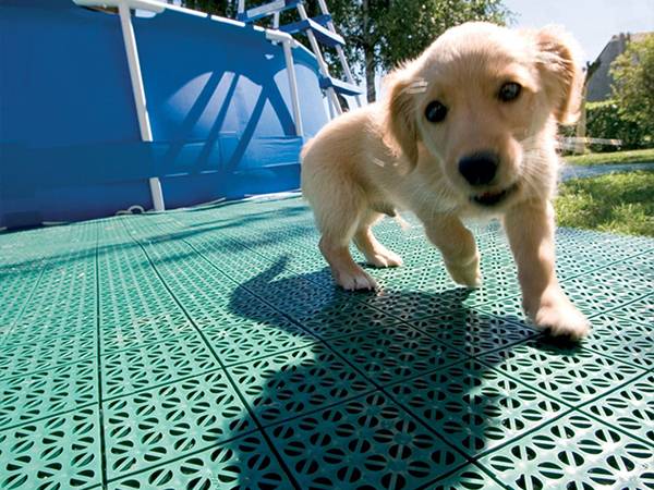 A dog is playing on interlocking sports flooring tiles.
