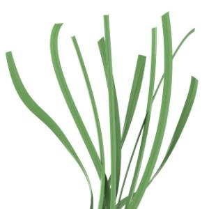 A picture of monofilament fiber