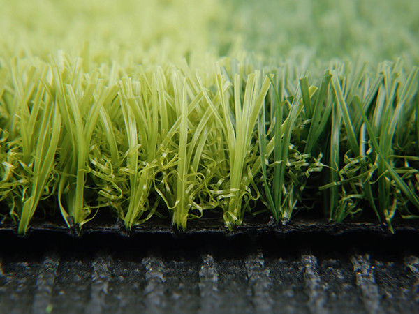 Bicolor artificial grass for sports fields