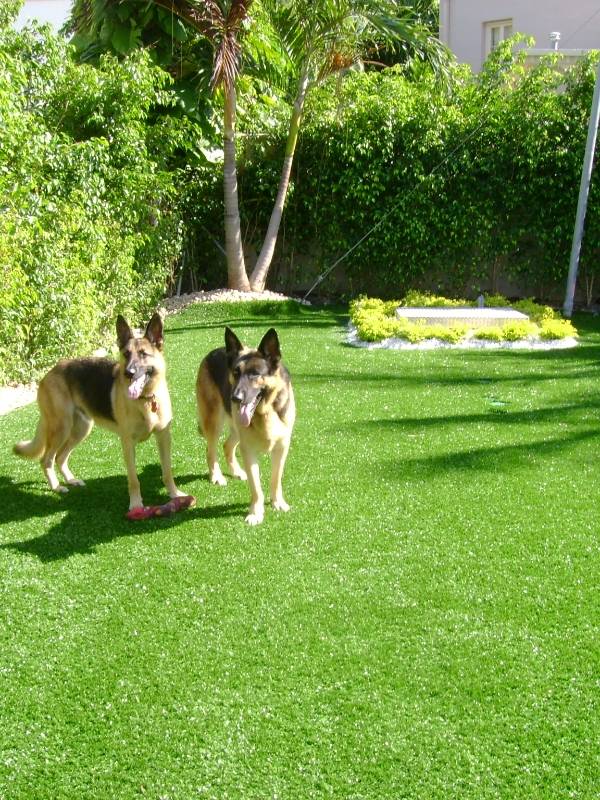 2 dogs are playing on artificial turf.