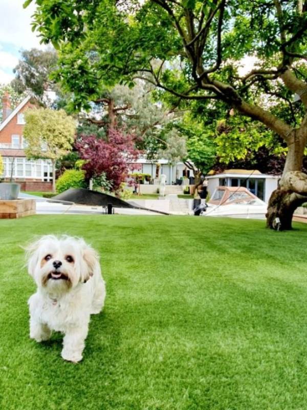  A cute dog is walking on artificial turf.