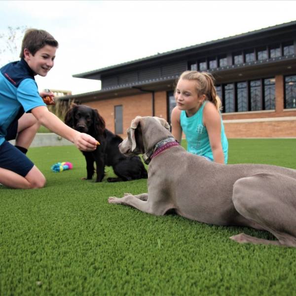 2 kids and 2 dogs are playing on artificial turf.